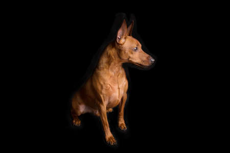 Brown miniature pinscher on a black background. The dwarf miniature pinscher looks attentively at its master. Cute dog with a very good pedigree.の写真素材
