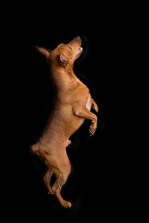 Brown miniature pinscher on a black background. The dwarf miniature pinscher looks attentively at its master. Cute dog with a very good pedigree.の写真素材