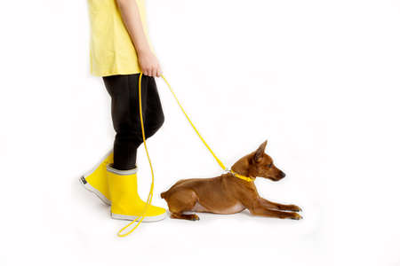 Little girl with dog, black and yellow clothes. White background. Studio shooting. Baby pets concept. Happy childhoodの写真素材