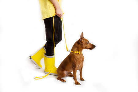 Little girl with dog, black and yellow clothes. White background. Studio shooting. Baby pets concept. Happy childhoodの写真素材