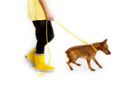 Little girl with dog, black and yellow clothes. White background. Studio shooting. Baby pets concept. Happy childhoodの写真素材
