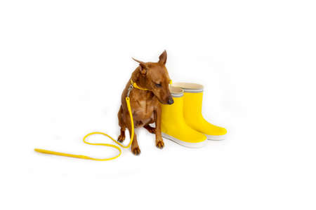Brown miniature pinscher with a yellow leash. Masters yellow boots. The dog is waiting for the owner to walk.の写真素材