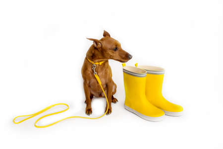 Brown miniature pinscher with a yellow leash. Masters yellow boots. The dog is waiting for the owner to walk.の写真素材