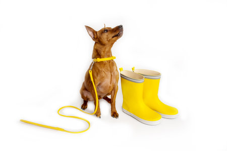 Brown miniature pinscher with a yellow leash. Masters yellow boots. The dog is waiting for the owner to walk.の写真素材