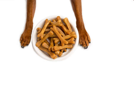 Close-up of brown bones of dog food, in a white food bowl, on a white studio background. Brown paws of a puppy.の写真素材