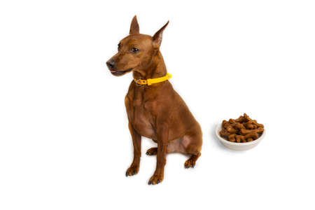 Miniature brown pinscher. A bowl of dog food. White studio background.の写真素材