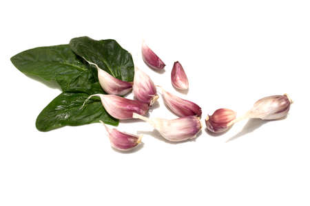 Lots of cloves of garlic and green mint leaves. Isolated on white background.の写真素材