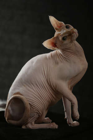 Portrait of a bald cat. The Sphynx cat breed is hairless animals without hair.の写真素材