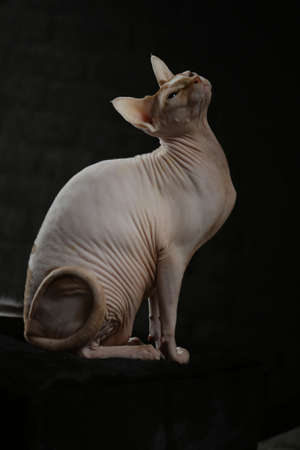 Portrait of a bald cat. The Sphynx cat breed is hairless animals without hair.の写真素材