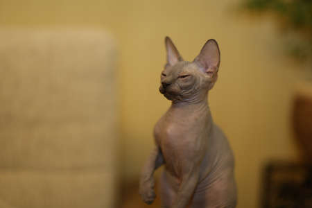 Portrait of a bald cat. The Sphynx cat breed is hairless animals without hair.の写真素材