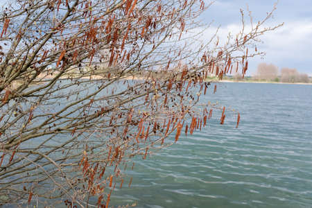 Spring trees are reflected in the lake against the blue sky. The awakening of nature.の写真素材