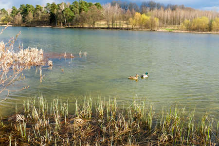 Spring trees are reflected in the lake against the blue sky. The awakening of nature. Ducks.の写真素材