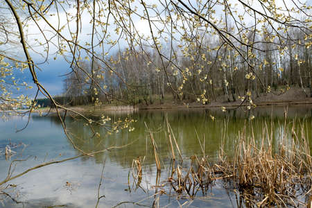 Spring trees are reflected in the lake against the blue sky. Blossoming pussy willow Easter twigs.の写真素材