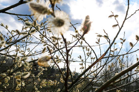 Spring trees are reflected in the lake against the blue sky. Blossoming pussy willow Easter twigs.の写真素材