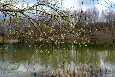 Spring trees are reflected in the lake against the blue sky. Blossoming pussy willow Easter twigs.の写真素材