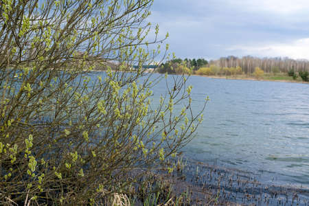 Spring trees are reflected in the lake against the blue sky. Blossoming pussy willow Easter twigs.の写真素材