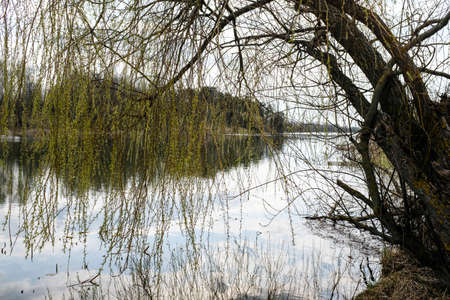 Spring trees are reflected in the lake against the blue sky. Blossoming pussy willow Easter twigs.の写真素材