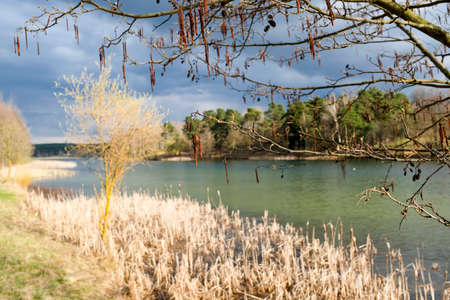 Spring trees are reflected in the lake against the blue sky. The awakening of nature.の写真素材