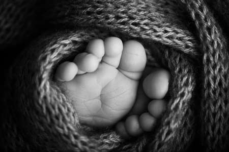 Photo of the legs of a newborn. Baby feet covered with wool isolated background. The tiny foot of a newborn in soft selective focus. Black and white image of the soles of the feet.の写真素材