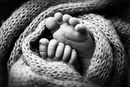 Photo of the legs of a newborn. Baby feet covered with wool isolated background. The tiny foot of a newborn in soft selective focus. Black and white image of the soles of the feet.の写真素材