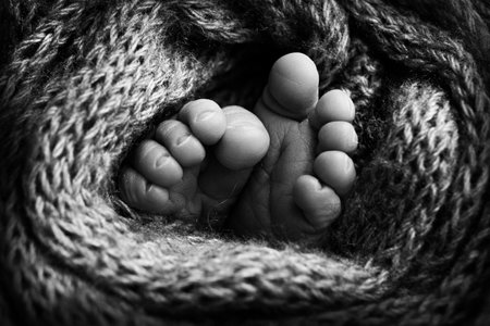 Photo of the legs of a newborn. Baby feet covered with wool isolated background. The tiny foot of a newborn in soft selective focus. Black and white image of the soles of the feet.の写真素材