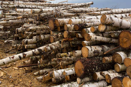 Deforestation, forest destruction. Timber harvesting. Pile, stack of many sawn logs of pine and Birch trees.の写真素材