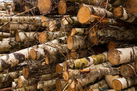 Deforestation, forest destruction. Timber harvesting. Pile, stack of many sawn logs of pine and...