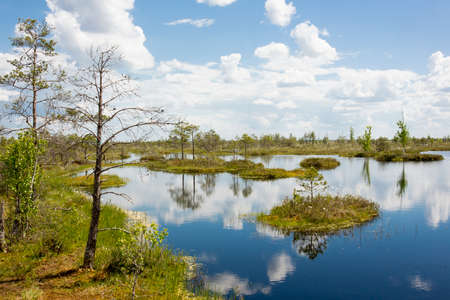 Swamps. Belarusian swamps are the lungs of Europe. Ecological reserve Yelnya.の写真素材
