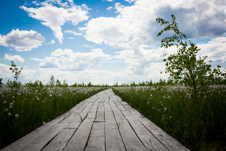 Swamps. Belarusian swamps are the lungs of Europe. Ecological reserve Yelnya.の写真素材