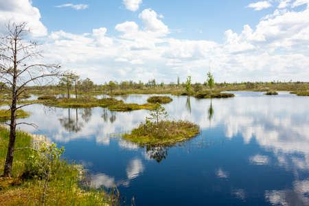 Swamps. Belarusian swamps are the lungs of Europe. Ecological reserve Yelnya.の写真素材