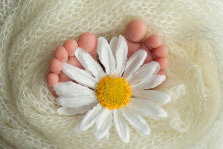 The feet of a newborn baby are wrapped in a knitted blanket. Fingers of a newborn baby are holding a white chamomile flower.の写真素材