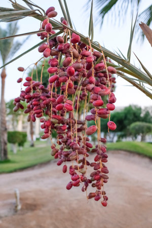 Ripe dates on a date palm. The fruit in the wild.