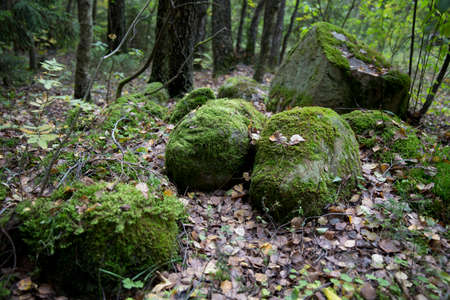 A large stone in the forest, covered with green moss and autumn foliage.の写真素材