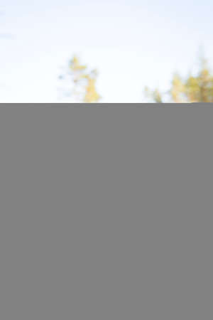 Autumn mushrooms. Picking mushrooms in the wild forest. Honey mushrooms In the hand of a mushroom picker. A family of honey agarics. Close-up vertical photography.の写真素材