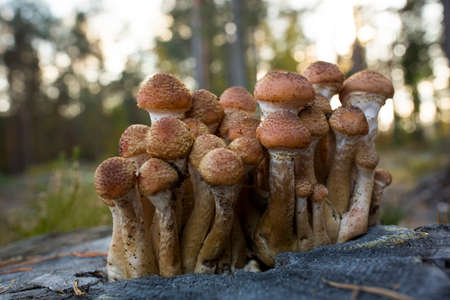 Autumn mushrooms. Picking mushrooms in the wild forest. Honey mushrooms on a stump in the forest. . A family of honey agarics. Close-up horizontal photography.の写真素材