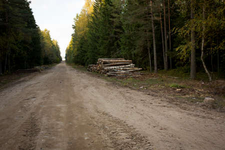 Log stacks along the forest road. Forest pine and spruce trees. Log trunks pile, the logging timber wood industry.の写真素材