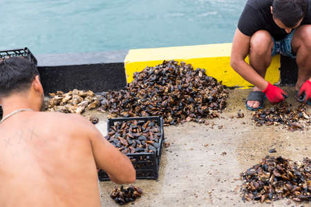 Divers at the pier. Mussel catch. Big catch of mussels. Cleaning mussels from algae.