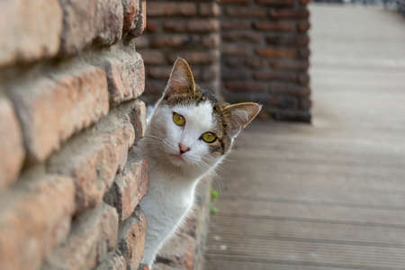 A funny white cat with a colorful back peeks out from behind an old red brick wall. Portrait of a...