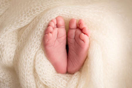 Legs, toes, feet and heels of a newborn. Wrapped in a white knitted blanket, wrapped. Macro photography, close-up.の写真素材
