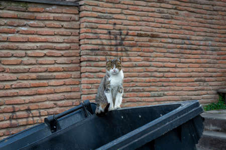 Funny cats white and multi-colored sit on black garbage cans. Against the background of an old brick red wall. Portrait of a wild cat. Homeless cats on the streets of Tbilisi.の写真素材