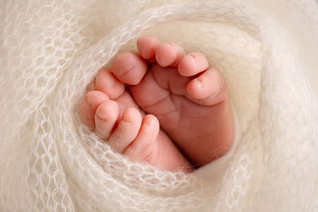 Legs, toes, feet and heels of a newborn. Wrapped in a white knitted blanket, wrapped. Macro photography, close-up.の写真素材
