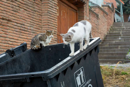 Funny cats white and multi-colored sit on black garbage cans. Against the background of an old brick red wall. Portrait of a wild cat. Homeless cats on the streets of Tbilisi.の写真素材