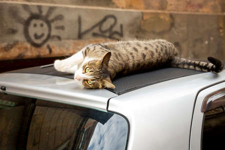 A funny cat with a white chest and paws and a gray spotted back lies on the roof of a car. Portrait of a wild cat. Homeless cats on the streets of Tbilisi.の写真素材