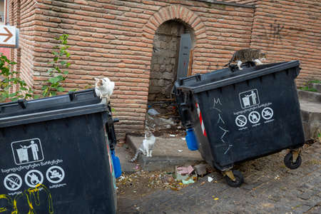 Funny cats white and multi-colored sit on black garbage cans. Against the background of an old brick red wall. Portrait of a wild cat. Homeless cats on the streets of Tbilisi.の写真素材