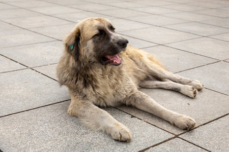 A large shaggy dog with dirty fur lies on the street. Homeless dogs in Tbilisi.の写真素材