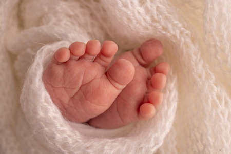 The tiny foot of a newborn. Soft feet of a newborn in a white woolen blanket. Close up of toes, heels and feet of a newborn baby. Studio Macro photography. Womans happiness. Photography, concept.の写真素材
