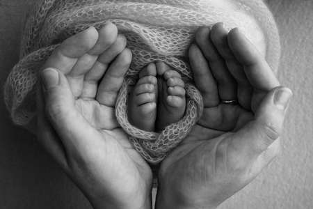 The palms of the father, the mother are holding the foot of the newborn baby. Feet of the newborn on the palms of the parents. Studio photography of a childs toes, heels and feet. Black and white.の写真素材