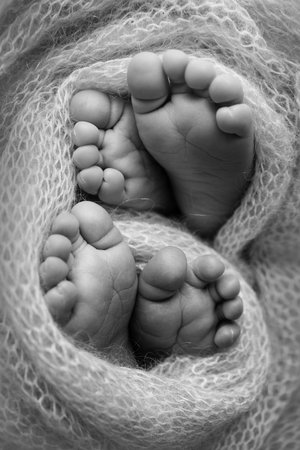 Feet of newborn twins. Two pairs of baby feet in a knitted blanket. Close up - toes, heels and feet of a newborn. Newborn brothers, sisters. Studio macro photography. Black and white photography.の写真素材