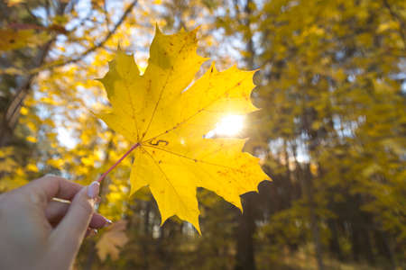 Red green colorful Japanese maple leaves twig with sunlight in autumn. Yellow red leaves on the...