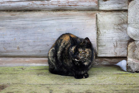 Wild multicolor tabby cat. A homeless cat sits on a wooden bench against the background of an old log wooden house. Rural landscapes, rural winter photos.の写真素材